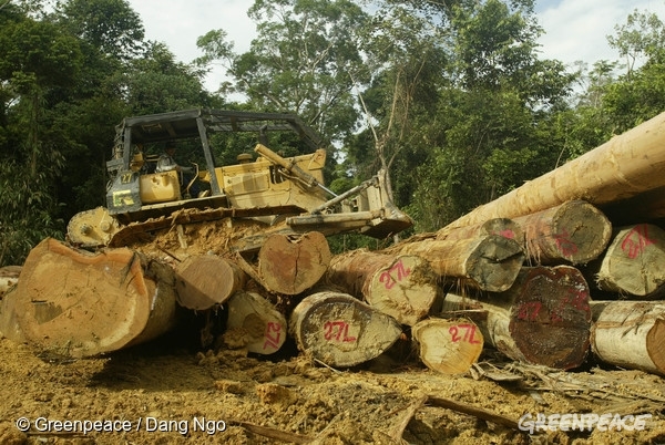グリーンピース　オリンピック委員会　熱帯林破壊　