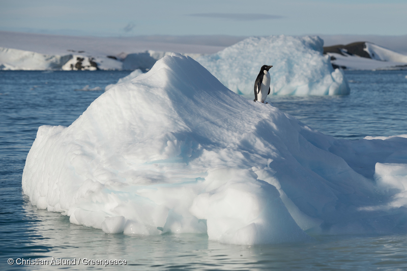 運命の瞬間が近づいています！地球最大のサンクチュアリを南極の海に