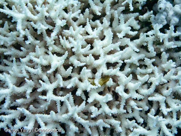 台風が来ない 台湾で大規模なサンゴ礁の白化 国際環境ngoグリーンピース