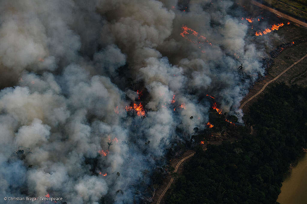 アマゾンの森林火災が生物多様性を破壊する