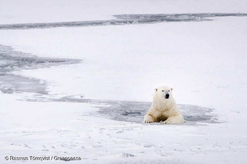 北極だけに暮らすシロクマ。氷が溶けることで、エサの確保や繁殖が困難に