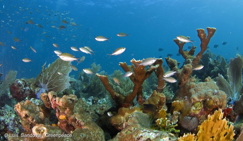 メキシコ湾のアラクラネス礁の魚とサンゴ