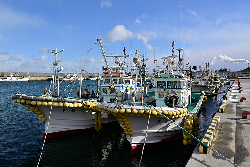本格操業に向けて多くの漁船が停泊する釣師浜漁港