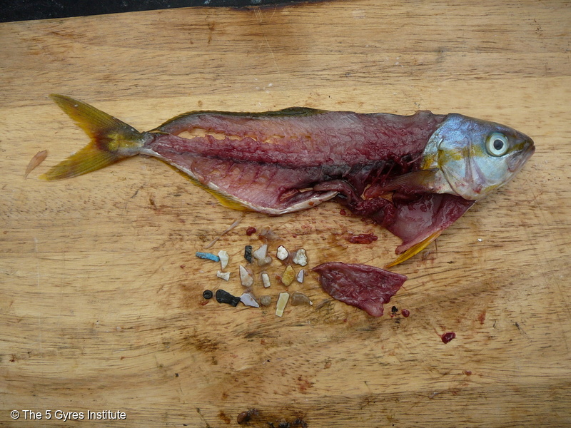 魚の体内から見つかったマイクロプラスチック。2015年5月。