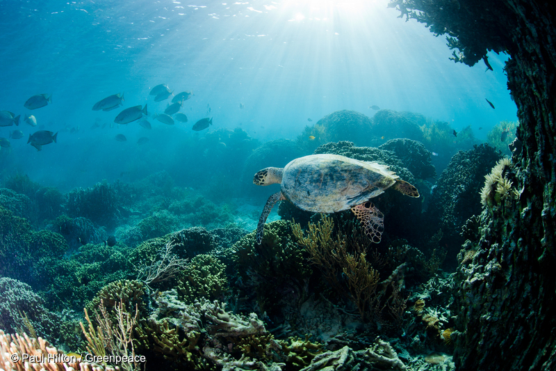 インドネシア、カナワ島のサンゴ礁の上を泳ぐウミガメ「タイマイ」