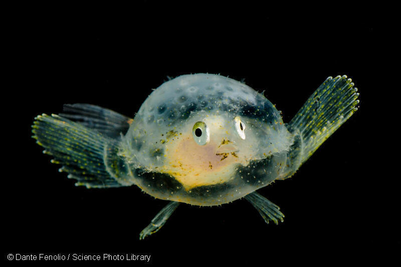2018年7月、メキシコ湾、水深200mから表層にかけてトロールされたパンケーキバットフィッシュ（Halieutichthys aculeatus）の幼魚。