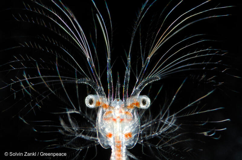 深海に生息するセルゲステス属の深海エビの幼生。