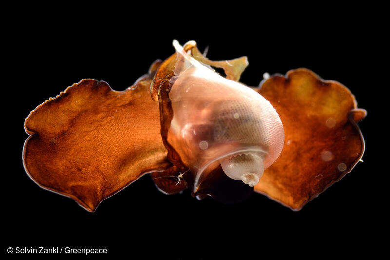 カーボベルデ近海の大西洋に生息する、捕獲された浮遊性海産巻貝、シーバタフライ（Peraclis bispinosa）。
