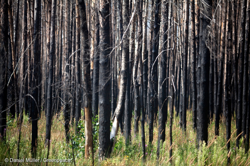 ロシアの火災で燃えた森林。北方林では森林火災は自然現象の一部だが、温暖化と乾燥により、その被害規模が年々広がっている。（2012年7月）