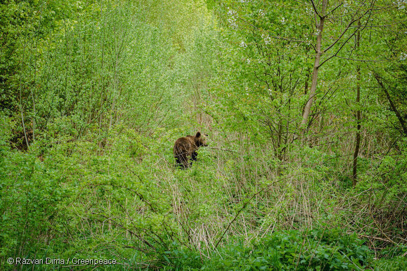 グリーンピースの調査チームがルーマニアのカルパティア山脈で出会った熊