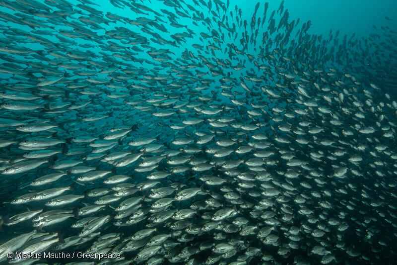 ガラパゴス保護区内を泳ぐ魚の大群