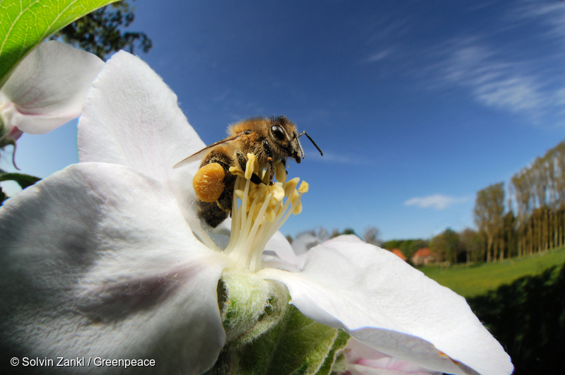 リンゴの花から花粉を集めるミツバチ