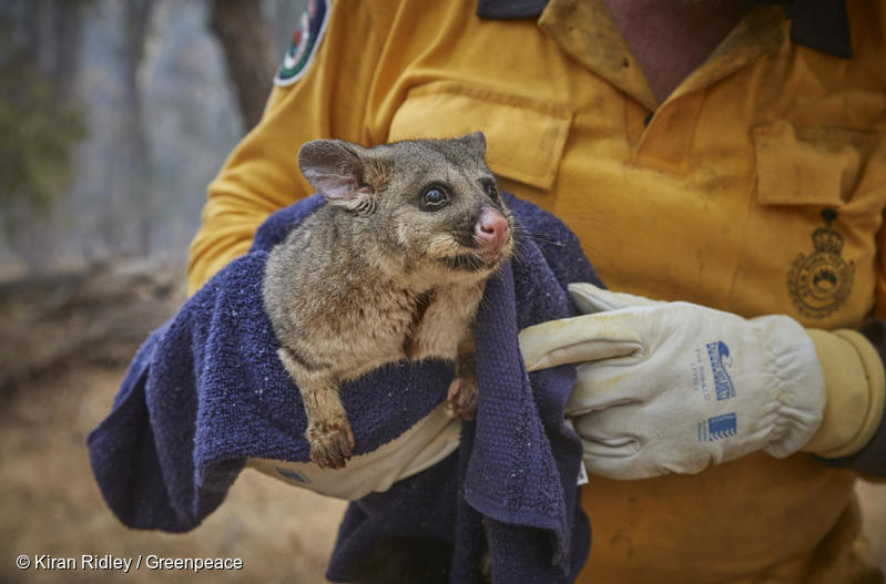 オーストラリア、スノーイーマウンテンズの山火事から救助されたフクロギツネ