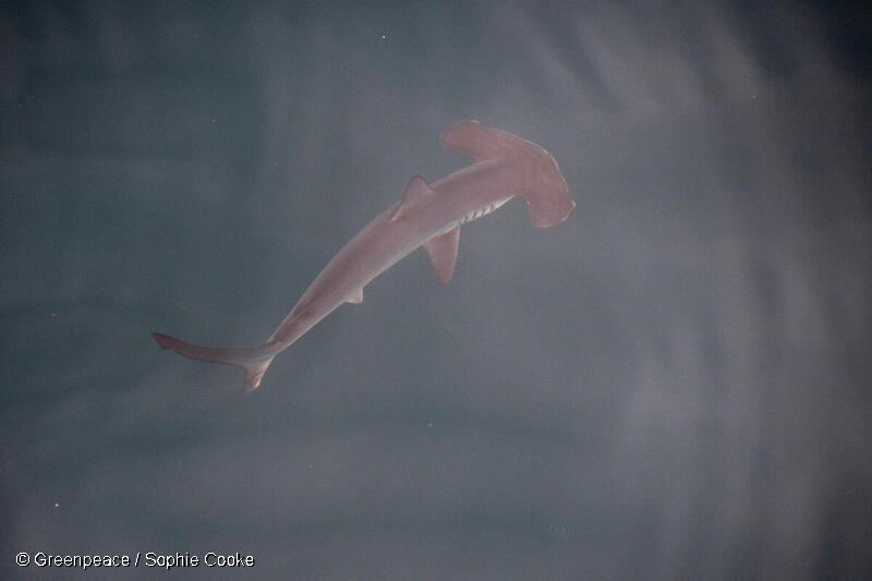 ガラパゴスで目撃されたシュモクザメの幼魚