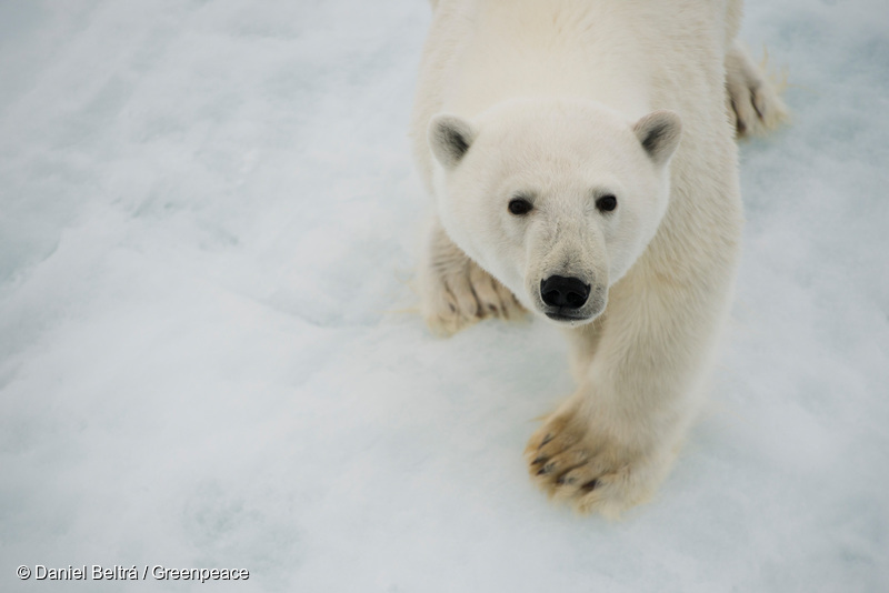 温暖化で氷が溶けることでシロクマはエサの確保や繁殖が困難になる