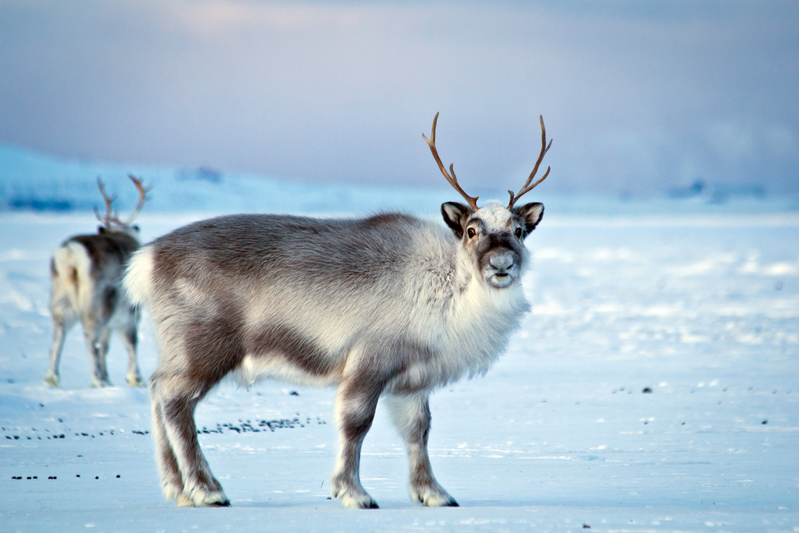 Svalbard reindeer graze in Adventdalen, Svalbard.