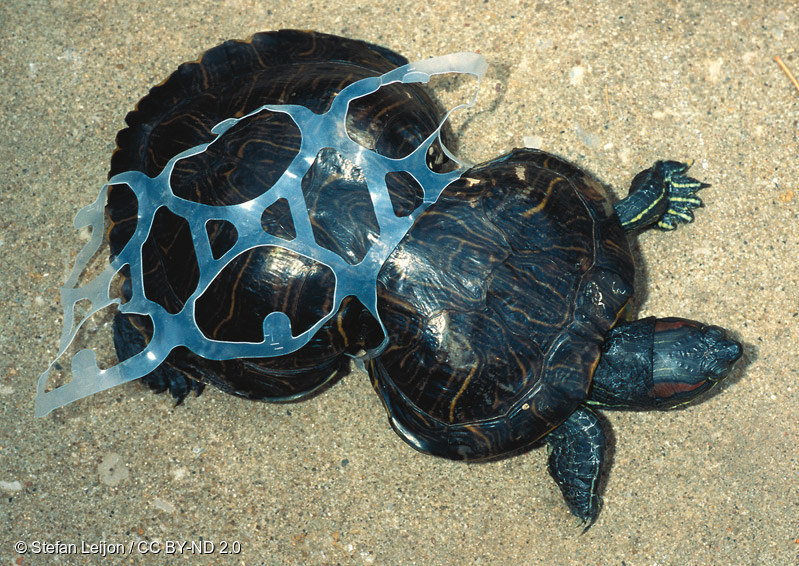 해양 생태계를 위협하는 일회용 플라스틱 쓰레기