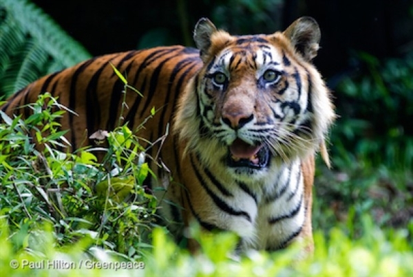 Sumatran Tiger in Indonesia