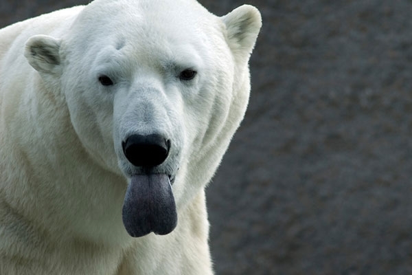 파란 북극곰의 혀