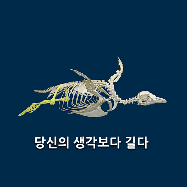 펭귄의 다리는 (생각보다) 롱다리입니다