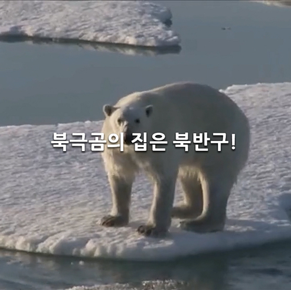 남극엔 북극곰이 없습니다