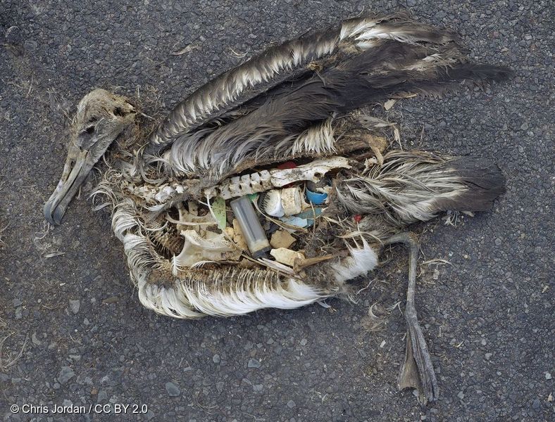 해양 생태계를 위협하는 일회용 플라스틱 쓰레기