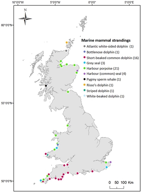 영국 해안에 떠밀려온 해양 포유류의 종류와 발견 장소 © Sarah Nelms
