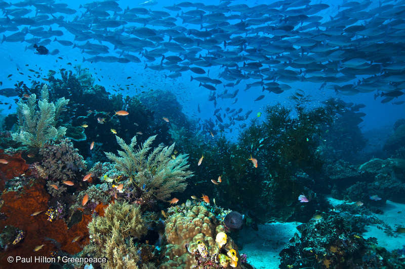 인도네시아 파푸아 지역 바다 속 산호초