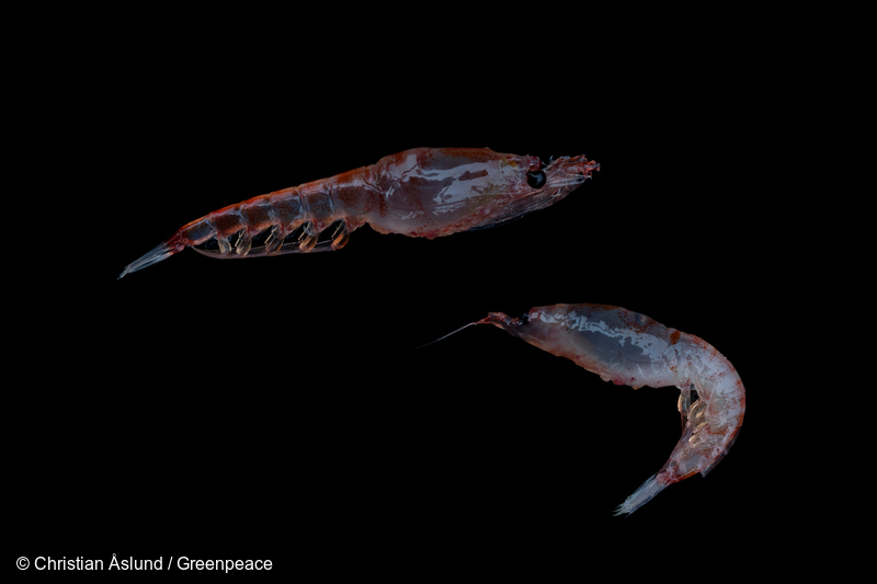 Krill, Euphausia superba, represent a critical component of the Antarctic food web, providing food for fish, whales, seals, penguins, albatross and other seabirds, as well as marine invertebrates.Greenpeace is on a three-month expedition to the Antarctic to carry out scientific research, including seafloor submarine dives, to highlight the urgent need for the creation of a 1.8 million square kilometre Antarctic Ocean Sanctuary. Key findings from the footage and samples gathered from the submarine dives will be shared with the Antarctic Ocean Commission (CCAMLR) to establish localised protections as well as to strengthen this and other upcoming proposals for marine protection in the Antarctic.