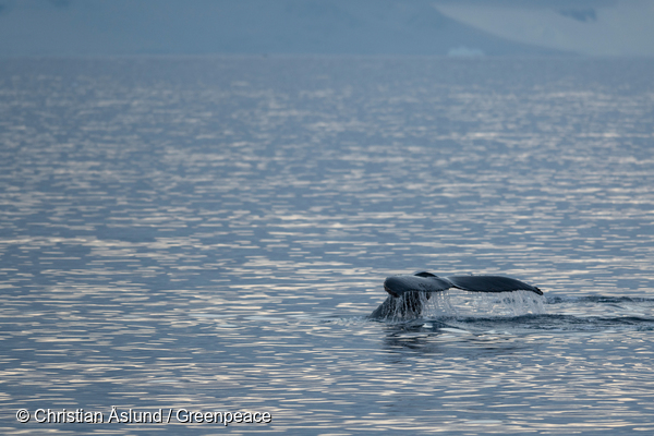 Flukes of a humback whales off the coast of Brabant Island in Palmer Archipelago, the Antarctic. Greenpeace is conducting submarine-based research of the seafloor to identify Vulnerable Marine Ecosystems, which will strengthen the case for the largest protected area on the planet, an Antarctic Ocean Sanctuary.