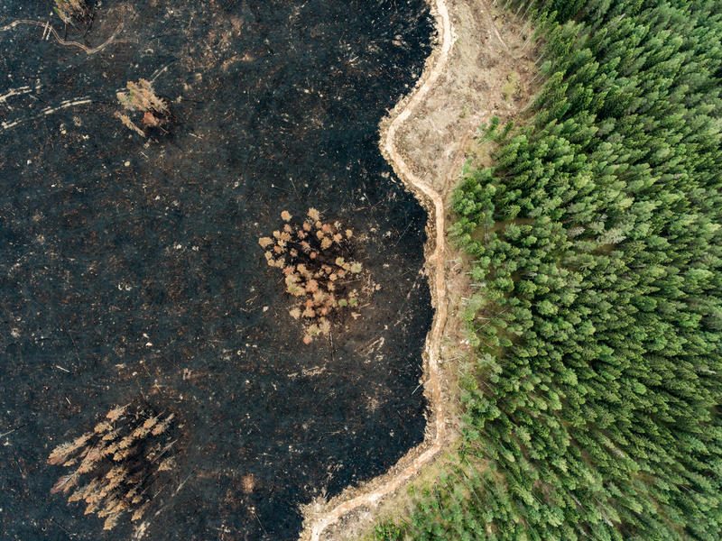 벌목 후 태워진 핀란드의 숲