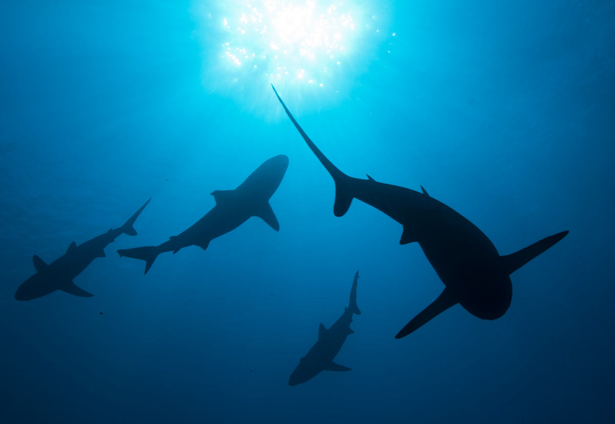 Grey Reef Sharks