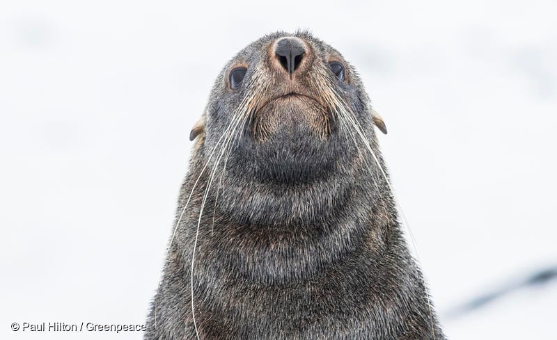 기후위기로 인해 멸종위기에 놓인 남극의 물개