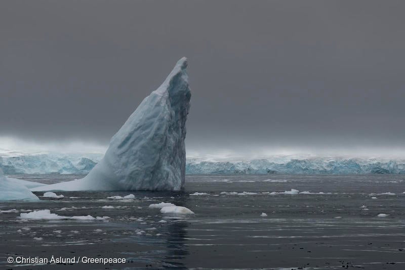 기후위기로 인해 멸종위기에 놓인 남극의 남방병코고래