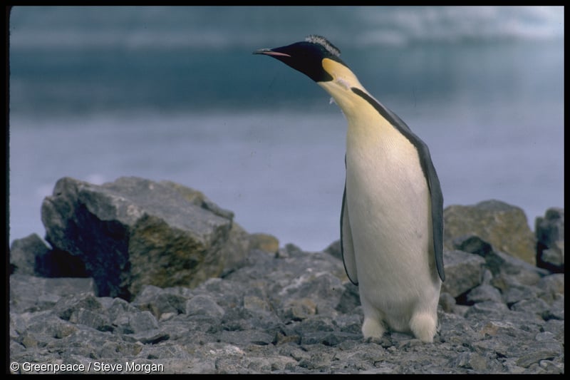 기후위기로 인해 멸종위기에 놓인 남극의 황제펭귄