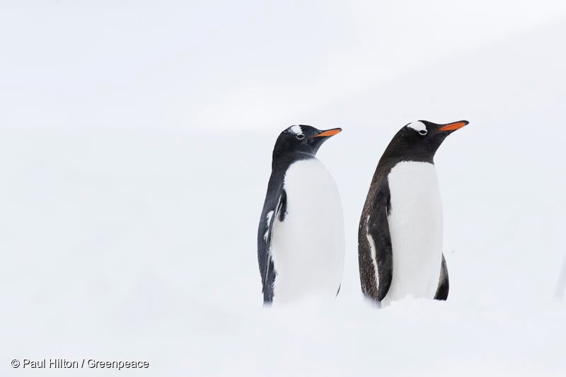 기후위기로 인해 멸종위기에 놓인 남극의 젠투펭귄