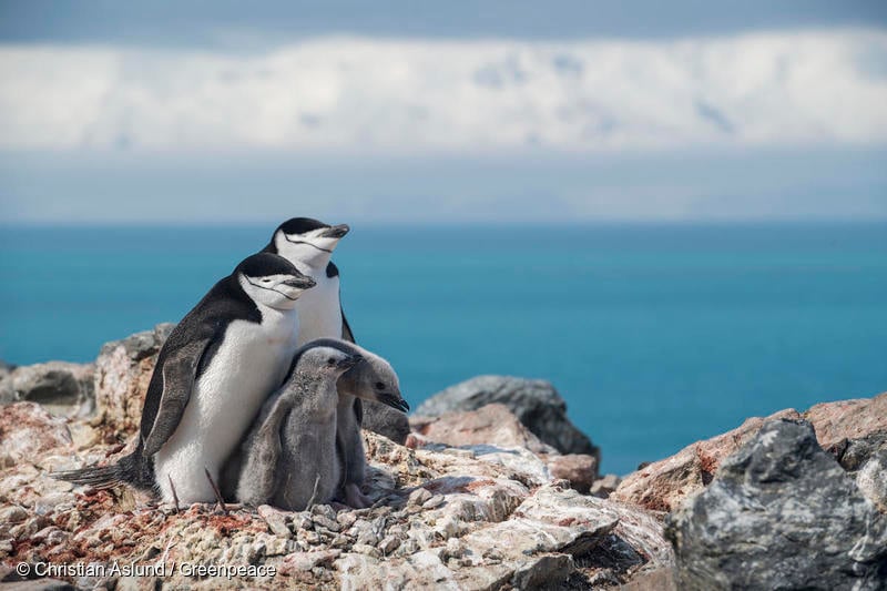 기후위기로 인해 멸종위기에 놓인 남극의 턱끈펭귄