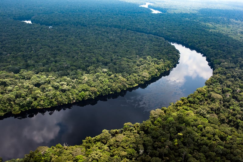 콩고 분지 열대우림