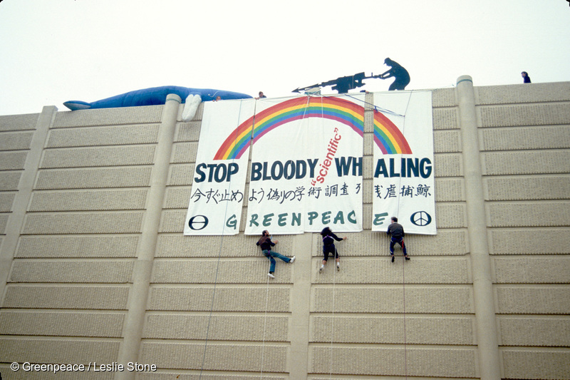 4명의 그린피스 활동가가 국제포경위원회(IWC) 회의가 열리는 오클랜드의 쉐라톤 호텔 앞에 포경 반대 메시지가 적힌 대형 배너를 설치해 매달려 하강하고 있습니다.