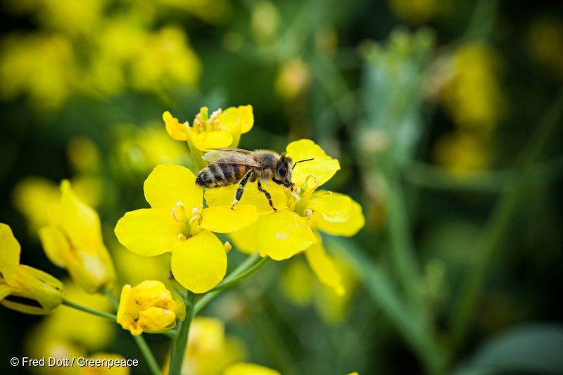 채취 활동을 하는 꿀벌