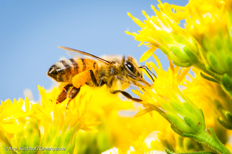 꽃에서 먹이를 채집하고 있는 꿀벌의 모습