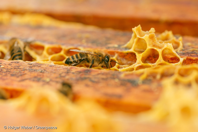 꿀을 모으고 있는 꿀벌의 모습