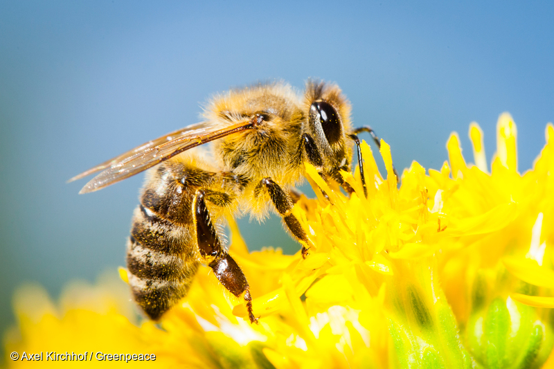 밀원 식물에 채취 활동을 하는 꿀벌