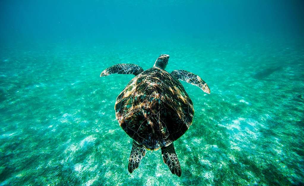 Green Turtle in the Maldives. © Paul Hilton