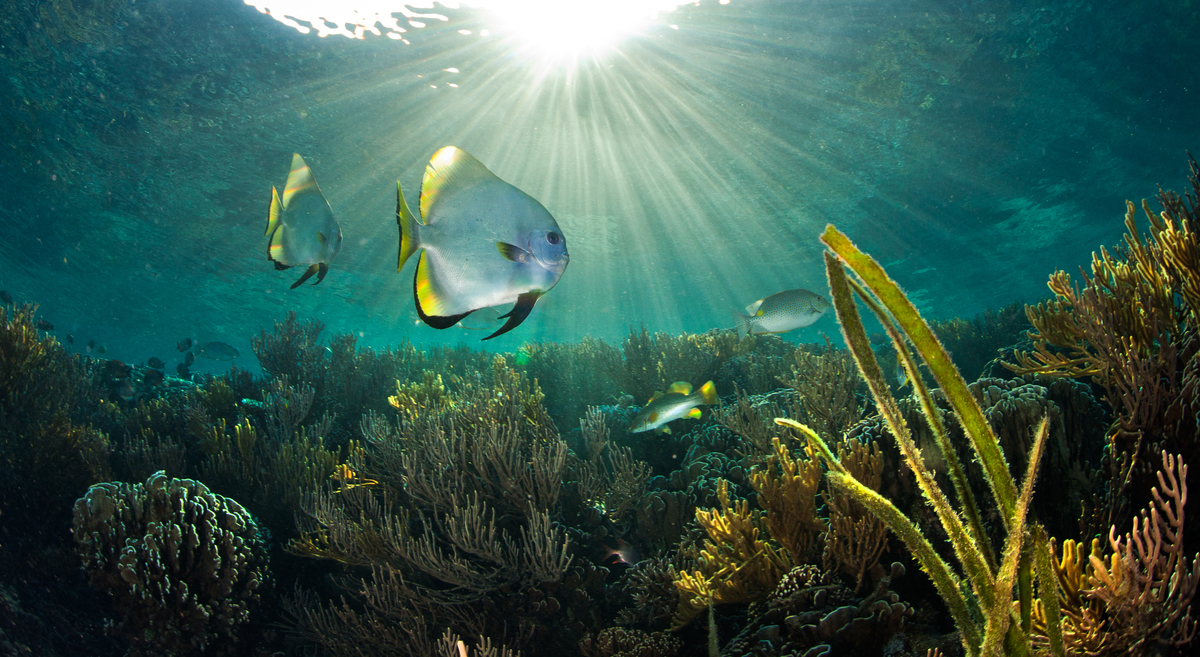 Komodo National Park © Paul Hilton