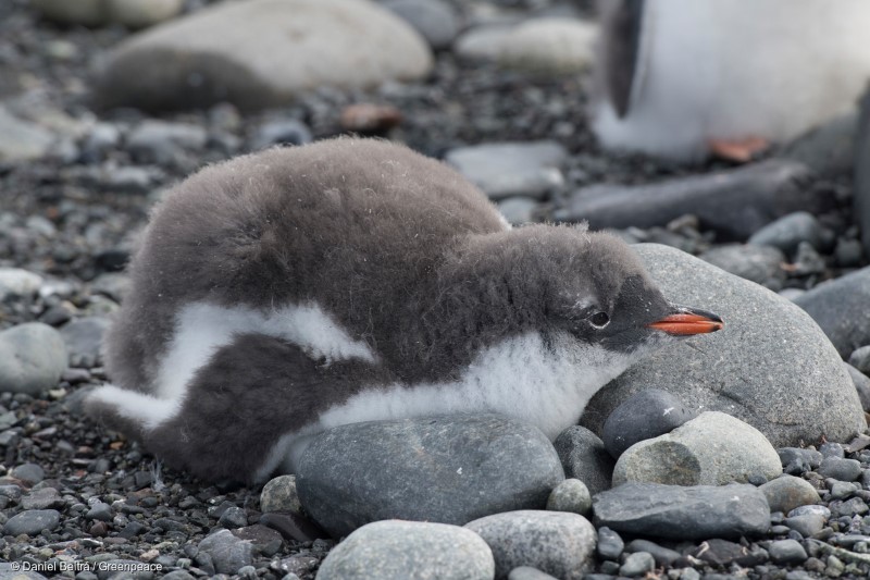 World Penguin Day: 5 Gründe, warum man Pinguine einfach lieben muss -  Greenpeace Luxembourg