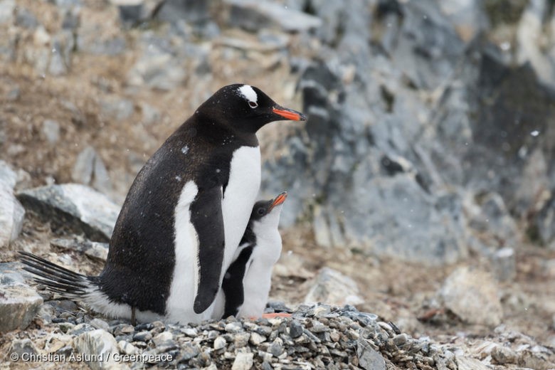 Gentoo penguin with chick in Hope Bay on Trinity Peninsula, which is the northernmost part of the Antarctic Peninsula. Just outside Hope Bay, the Antarctic Sound connect the Bransfield Strait to the Weddell Sea. In this area, Greenpeace is about to conduct submarine-based scientific research to strengthen the proposal to create the largest protected area on the planet, an Antarctic Ocean Sanctuary.