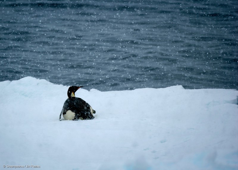 World Penguin Day: 5 Gründe, warum man Pinguine einfach lieben muss -  Greenpeace Luxembourg