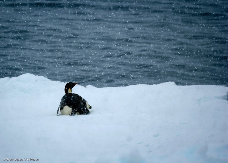 SOUTHERN OCEAN ESPERANZA 3JAN08 - Emperpr Penguin in the Antarctic ice in the Southern Ocean.jre/Photo by Jiri Rezac/Greenpeace