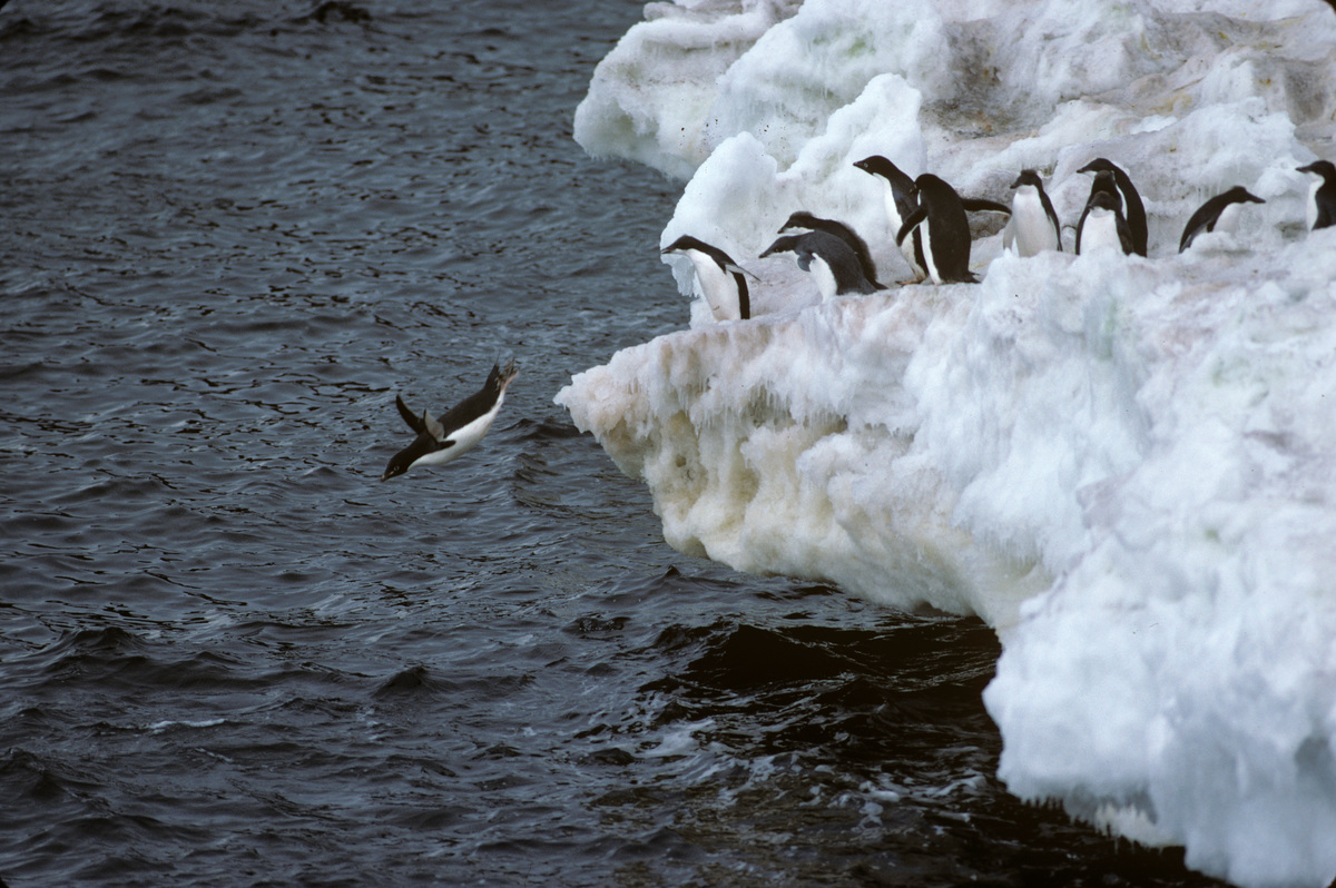 Penguins in Antarctic waters. © James Perez